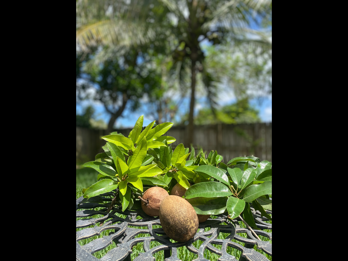 Naseberry (sapodilla) soap