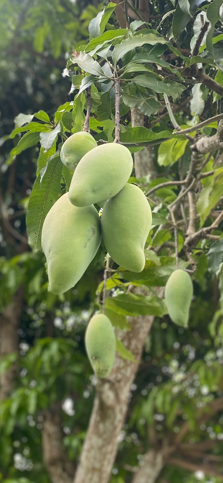 Mango soap