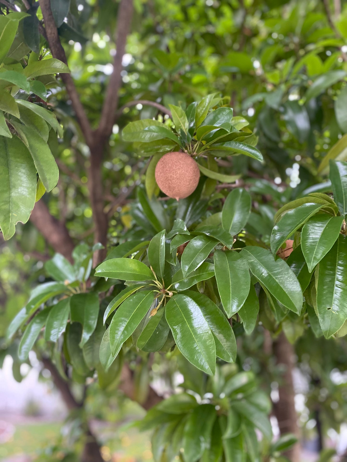 Naseberry (sapodilla) soap