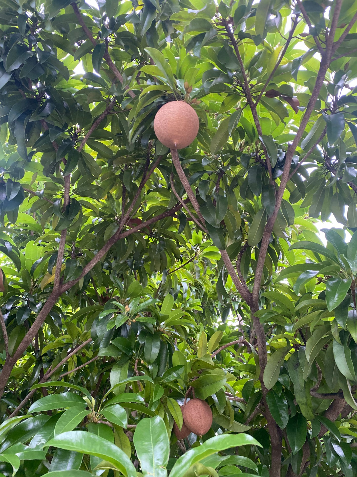 Naseberry (sapodilla) soap