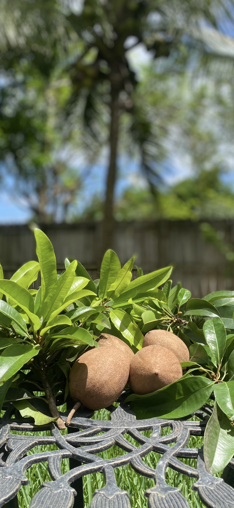 Naseberry (sapodilla) soap